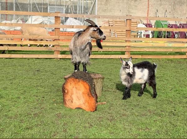 Cheeky goats